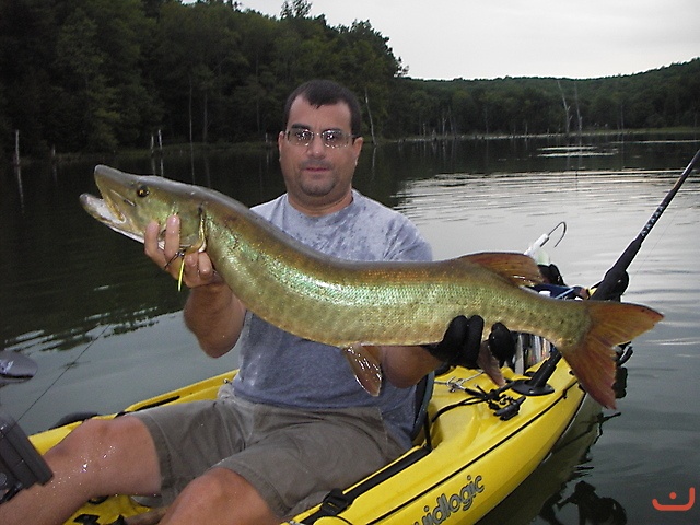 Muskie