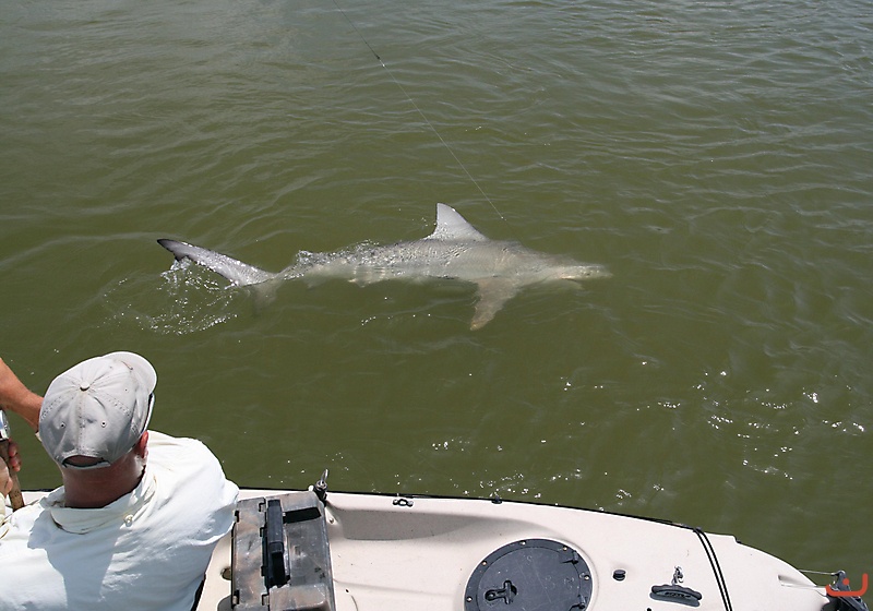 Bull Shark