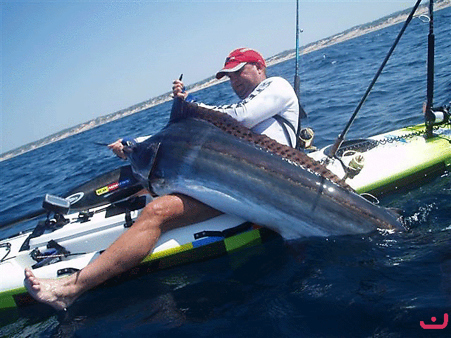 South Afirican Marlin