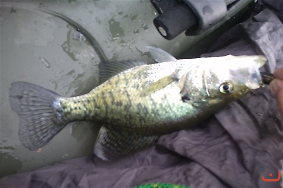 nozes catch