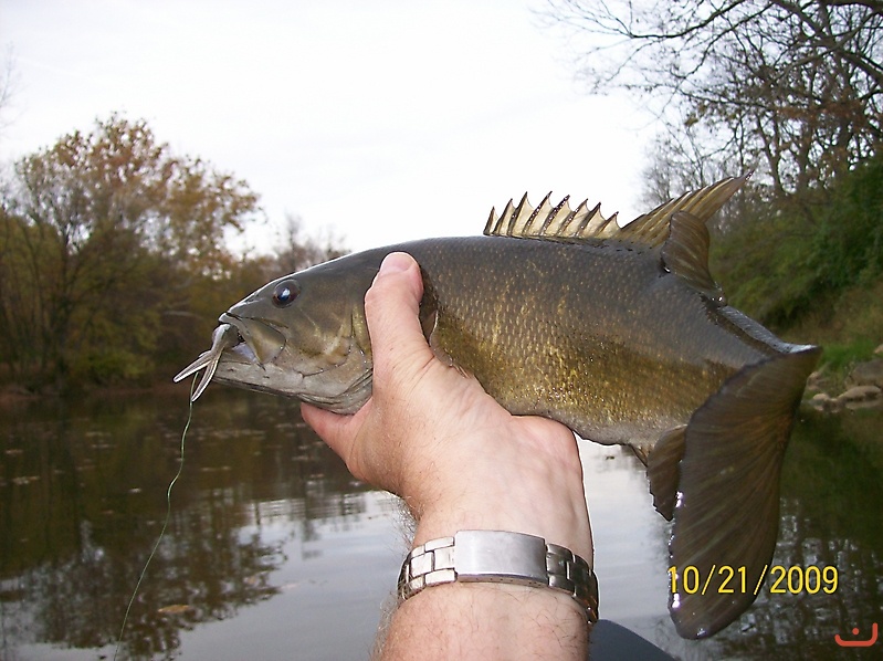 River Smallmouth in OH_2