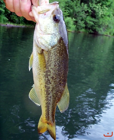 North Georgia Lake Fishing_2