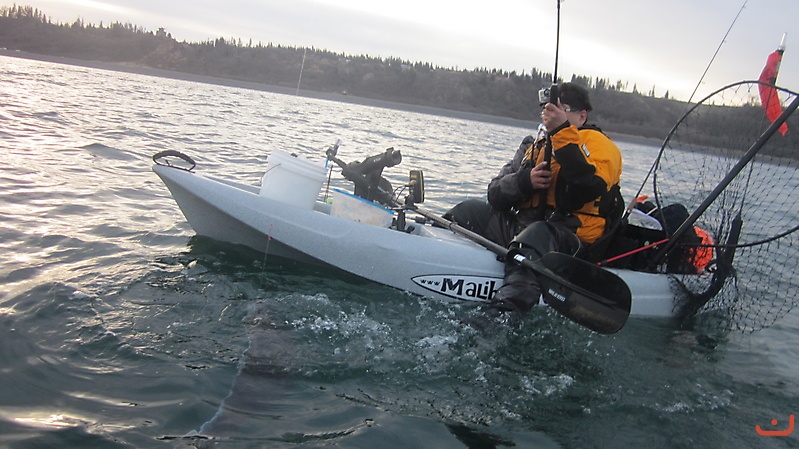 14 pound Halibut  Cook Inlet, AK_2