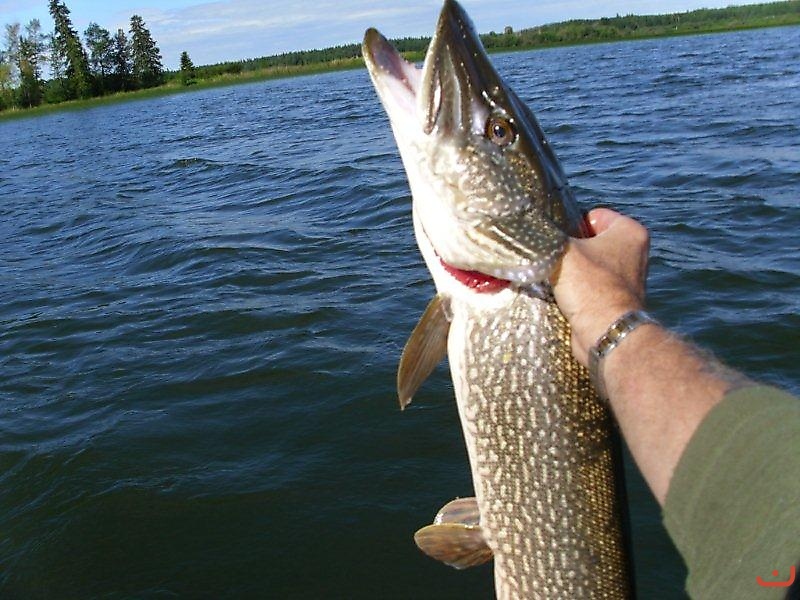 Alberta Fishing_2